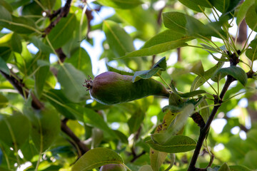 a small pear reaches for the light surrounded by green foliage