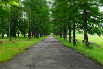 Fototapeta premium Aleja modrzewiowa latem. Droga asfaltowa biegnie w dal. Zielone drzewa, trawa. Efekt przesunięcia pochylenia. Zamazany.