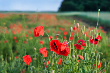red poppies on green field
