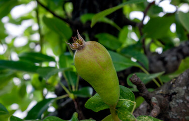 a small pear reaches for the light surrounded by green foliage