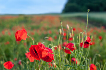 red poppies on green field near forest and