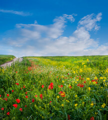 Flowers Red poppies blossom on wild field with beautiful sky