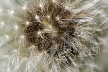 Fototapeta premium Löwenzahn, Pusteblume