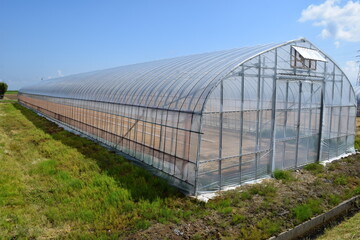 Fototapeta premium ビニールハウス 温室栽培