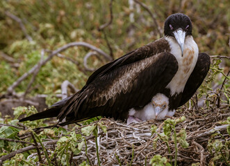 Frigatebird Female Sitting on Nest With Chick on Galapagos Island.