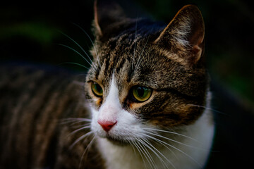 Portrait of one brown domestic tabby short hair cat with light green eyes and white face.