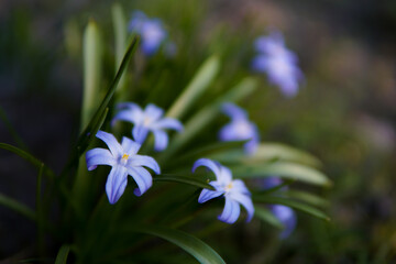 Blue flowers in summer, blooming