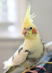 Pied cockatiel (Nymphicus hollandicus) standing on the roof of its cage.