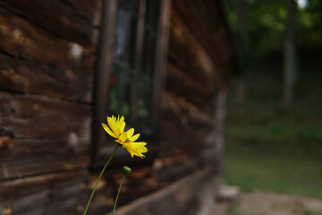 Single yellow flower on blured wooden old house background. Flower is on focused at left side and sun light.