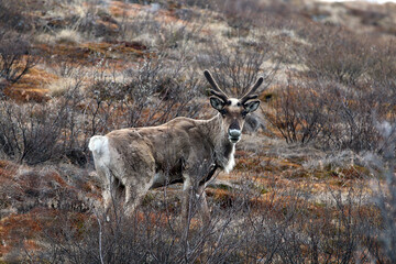 Forty Mile Caribou herd tundra Alaska
