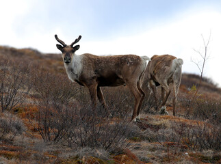 Forty Mile Caribou herd tundra Alaska