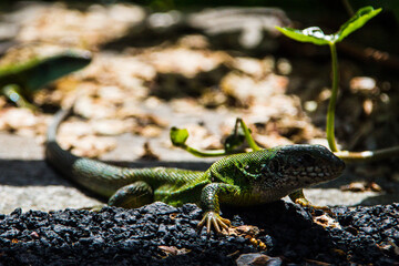 lizard on the rock