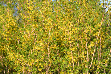 Blooming forsythia bush.