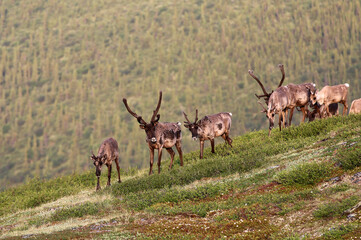 Forty Mile Caribou herd tundra Alaska