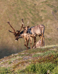 Forty Mile Caribou herd tundra Alaska