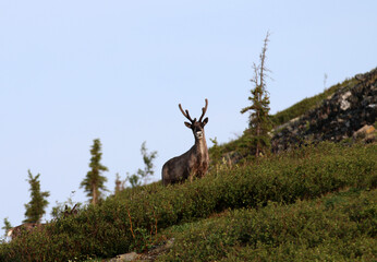 Forty Mile Caribou herd tundra Alaska