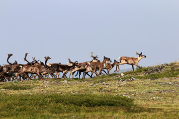 Forty Mile Caribou herd tundra Alaska