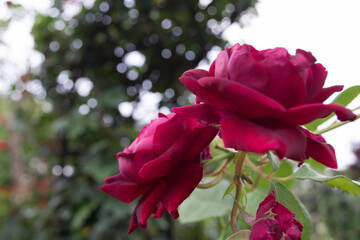 庭に咲く深紅のバラの花