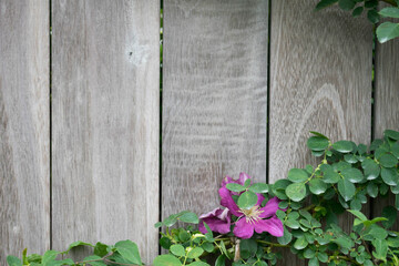 木製の塀に這う紫色のクレマチス