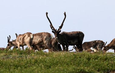 Forty Mile Caribou herd tundra Alaska