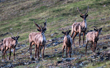 Forty Mile Caribou herd tundra Alaska