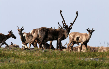 Forty Mile Caribou herd tundra Alaska