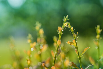 Green leaf with dew. Tree branch after the rain. Summer morning