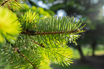 Fir tree in the park after rain. Summer morning dew in the park