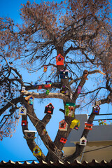 Fototapeta premium Bird Houses on the tree