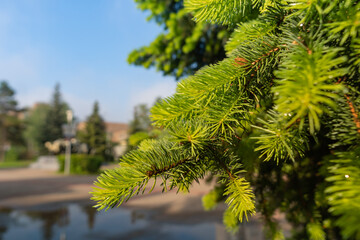 Fir tree in the park after rain. Summer morning dew in the park