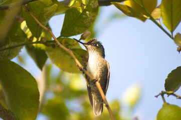 picaflor, colibri o hummingbird © Sergio Peña y Lillo