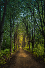 Fototapeta premium Gloomy forest. Dark alley. Morning sun in the forest
