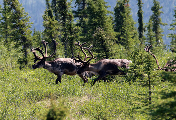Forty Mile Caribou herd tundra Alaska