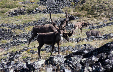 Forty Mile Caribou herd tundra Alaska