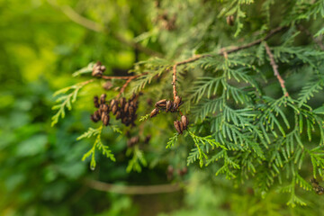 Ripening thuja. Thuja with fruits in a summer park.