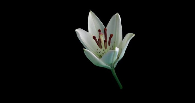 4K Time Lapse of blooming white Lily flower,alpha channel