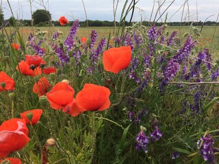 Obraz premium Mohnblüte bei Geltow, Brandenburg, Juni 2020