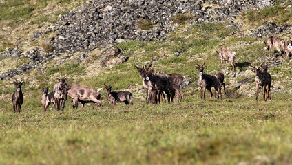 Naklejka na ściany i meble Forty Mile Caribou herd tundra Alaska