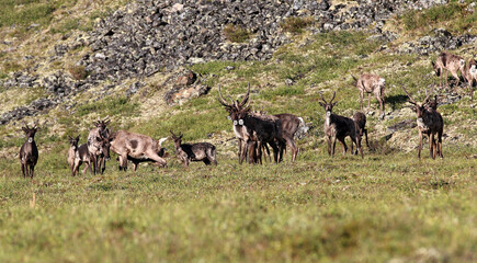 Forty Mile Caribou herd tundra Alaska