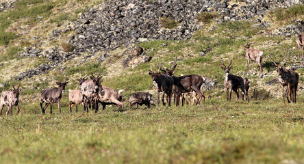 Naklejka na ściany i meble Forty Mile Caribou herd tundra Alaska
