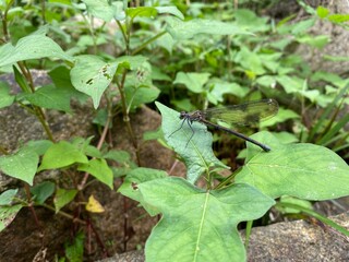 tomato plant in the garden
