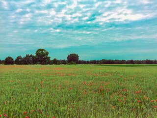 Mohnblüte bei Geltow