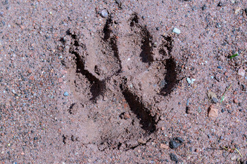 Trail of a large dog on soft soil. Paw print with claws. Clayy rocky ground. Danger concept.
