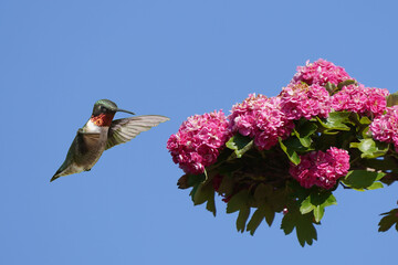 Ruby Throat hummingbird
