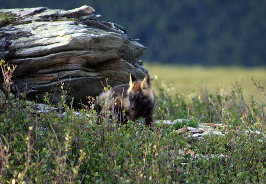 Arctic fox kit Alaska tundra - Powered by Adobe