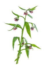 Medicinal plant comfrey Symphytum officinale on a white background. It is used for outdoor applications, on gardening,