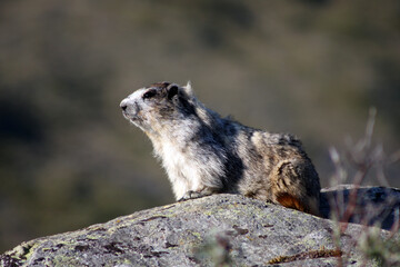 Marmot on Alaska tundra