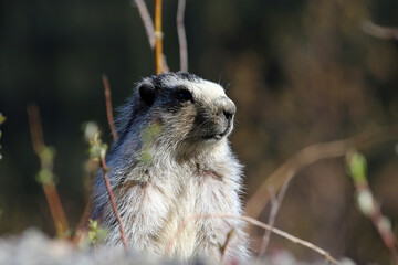 Marmot on Alaska tundra