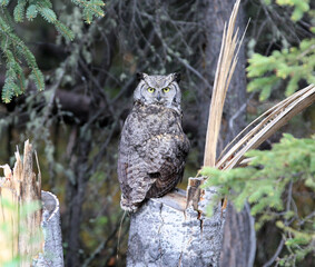 Great Horned Owl Tok, Alaska
