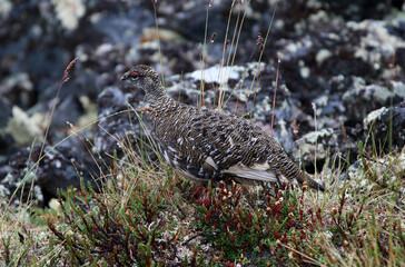 Rock ptarmigan on tundra in interior Alaska